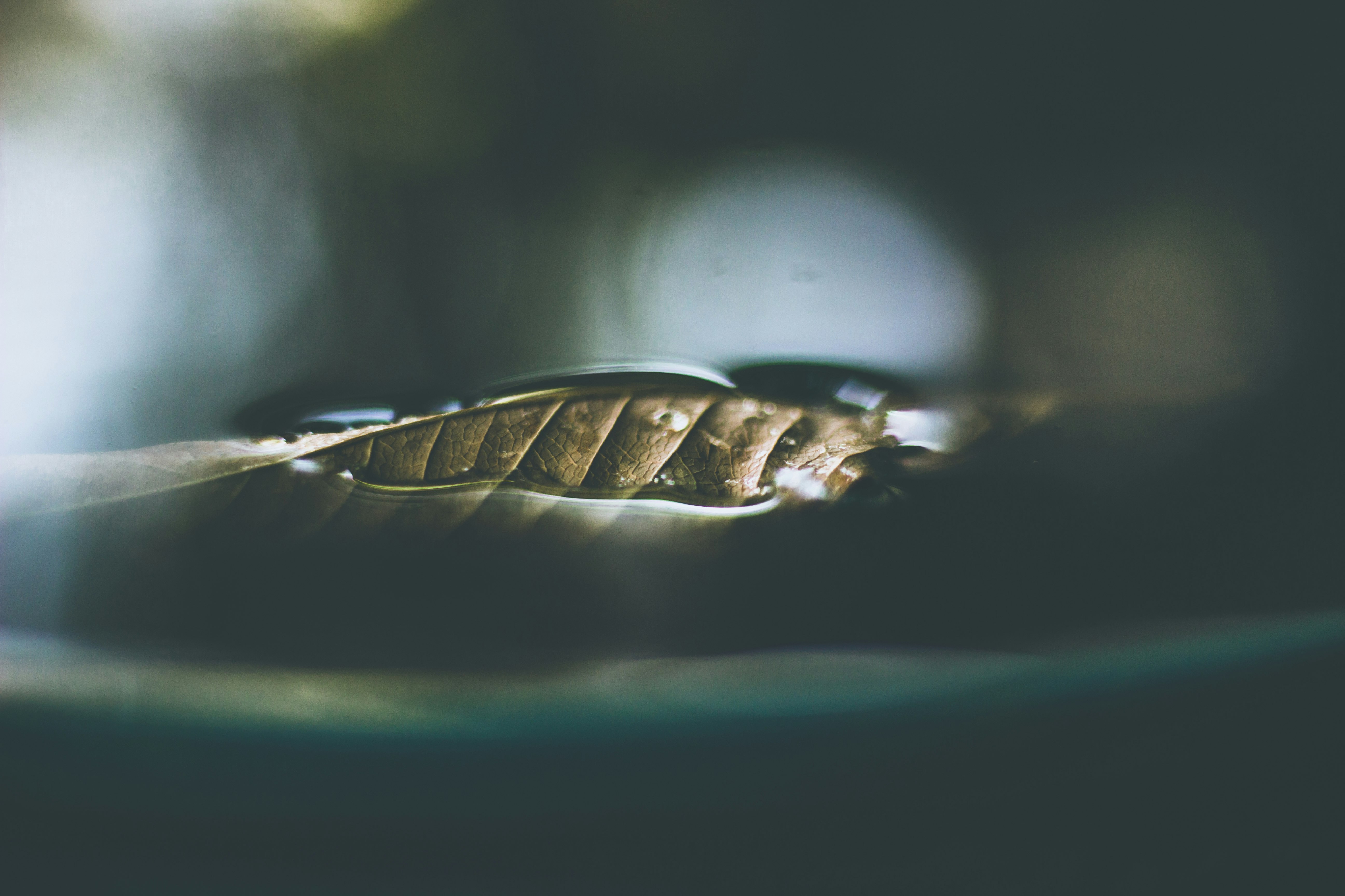 close photo of leaf on body of water